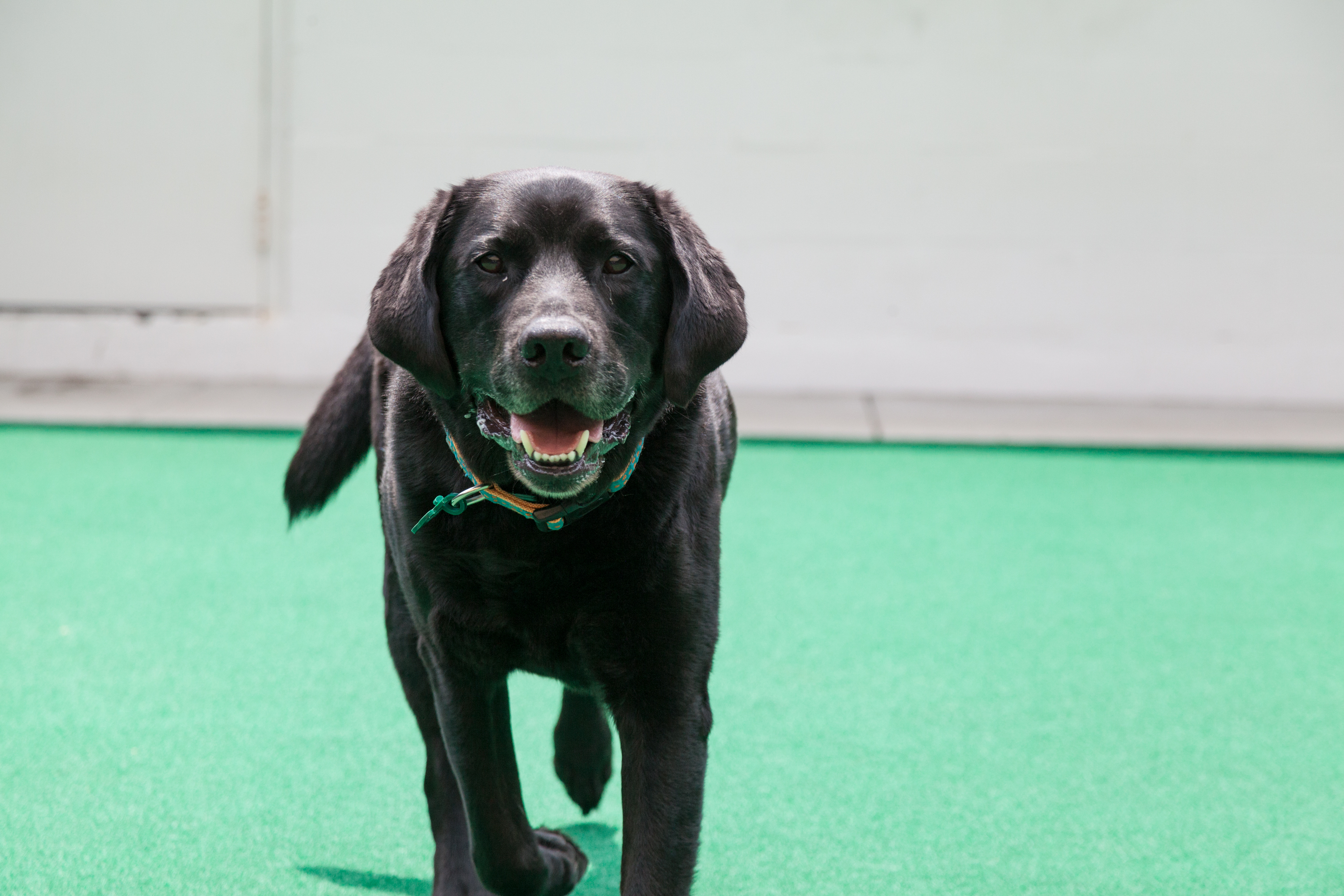 Candlewick Kennels Yard