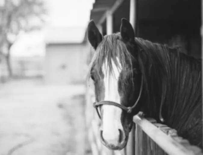 A black and white photo of a horse leaning over a fence