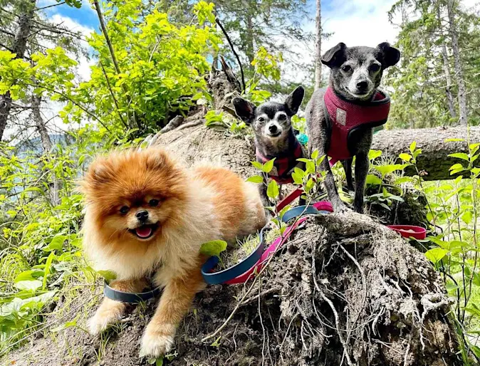 Three dogs outdoors.