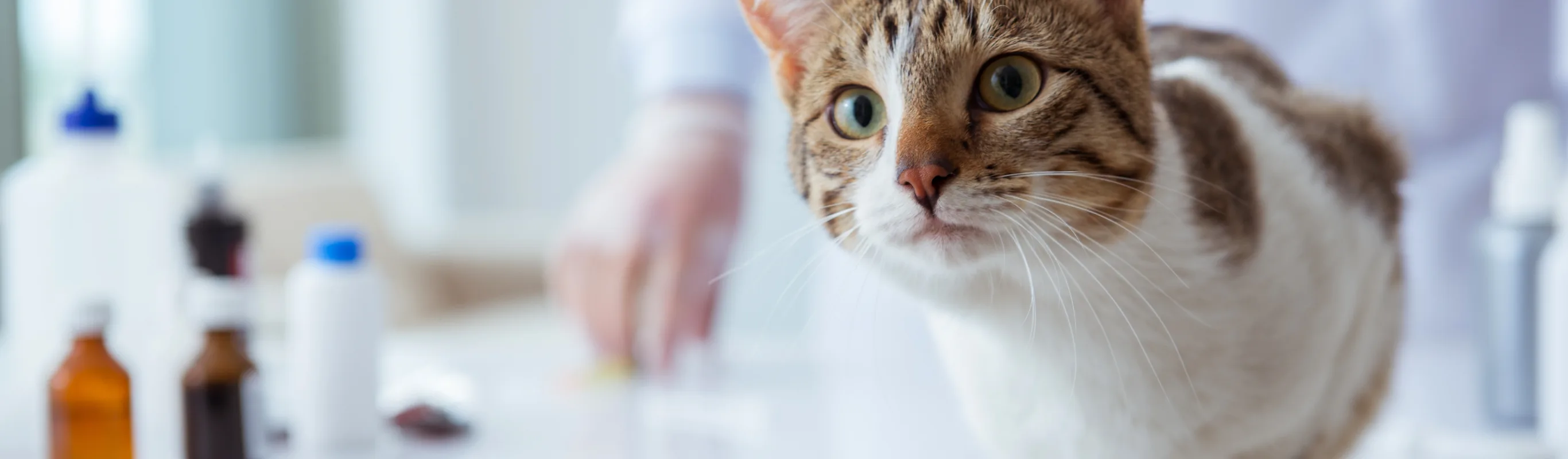 cat on counter looking at camera