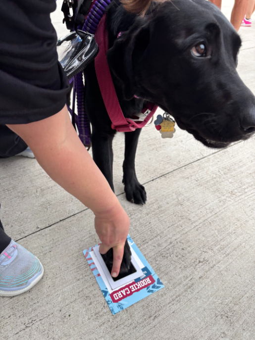 Dog Days at Toyota Field with North Alabama Veterinary Emergency & Specialty