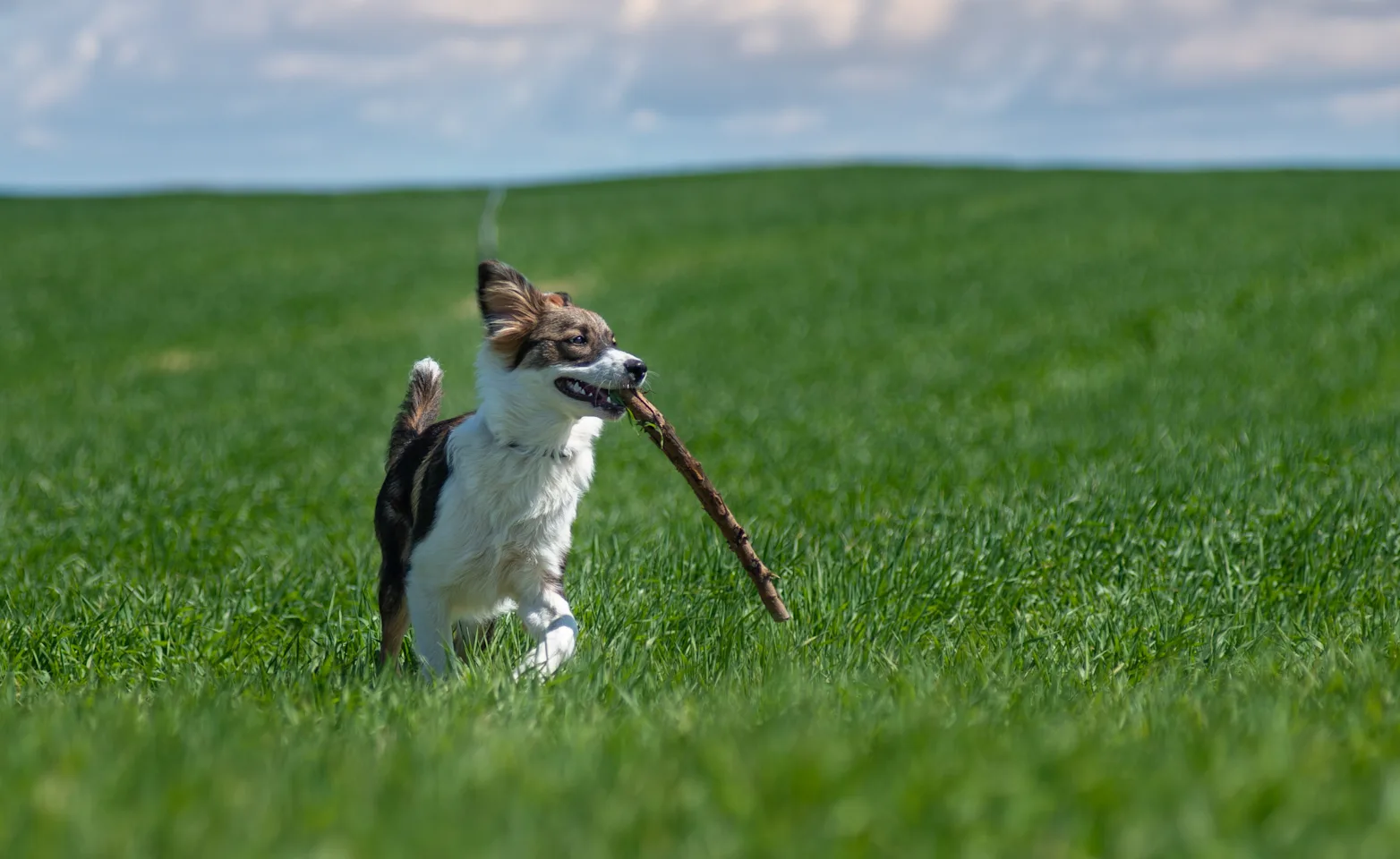 A dog holding a stick out in the grassy field A dog holding a stick out in the grassy field