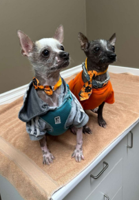 Two dogs sitting on a towel