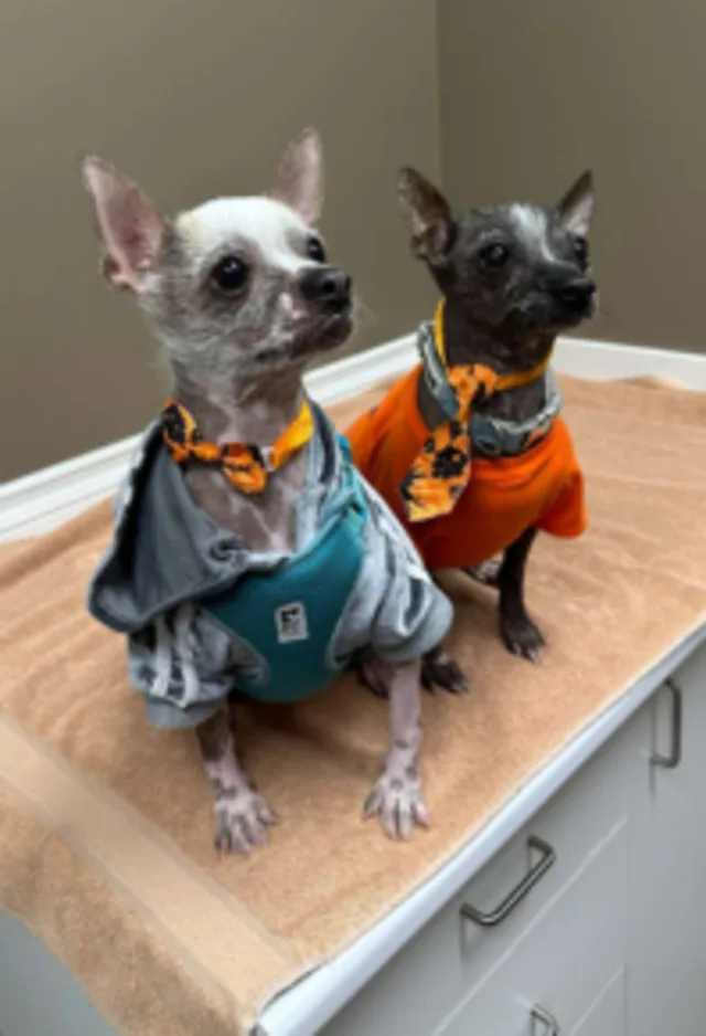 Two dogs sitting on a towel Two dogs sitting on a towel