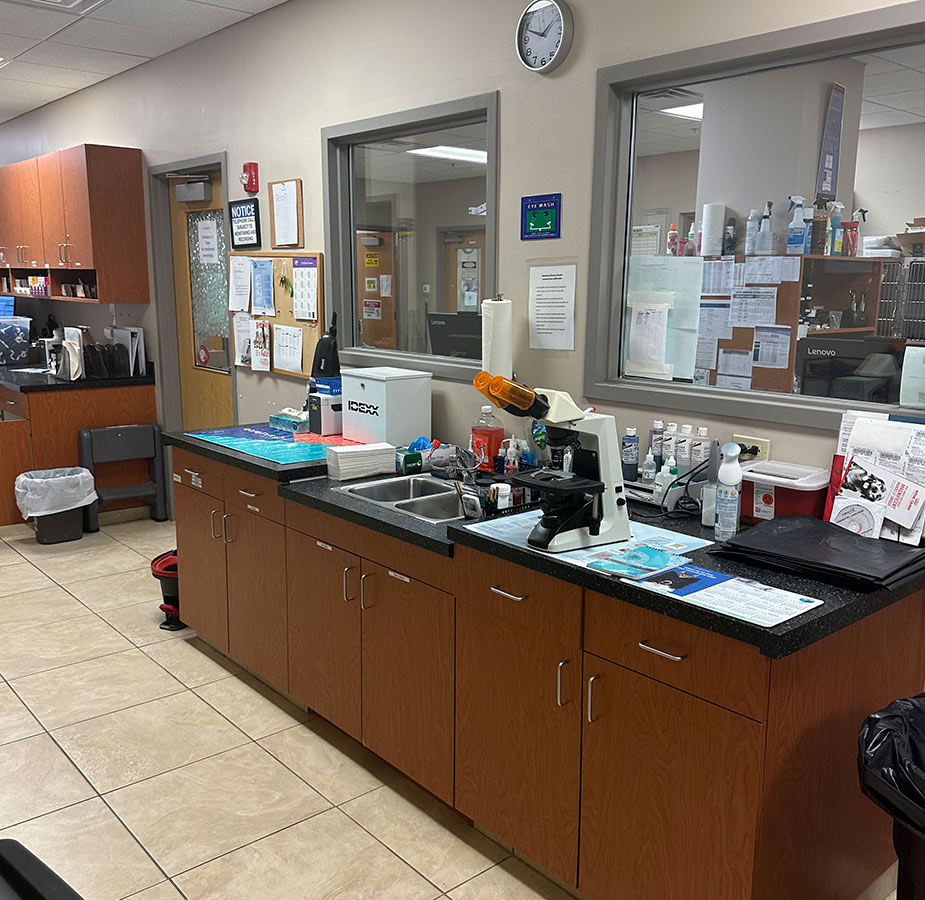 Microscope and Lab at Winding Creek Animal Hospital