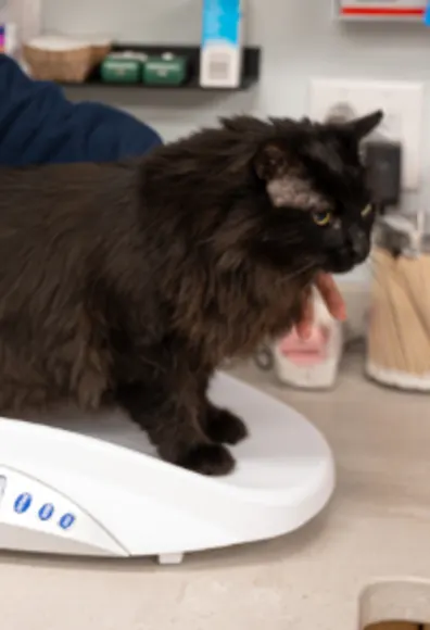 Black Cat Standing on Scale Black Cat Standing on Scale