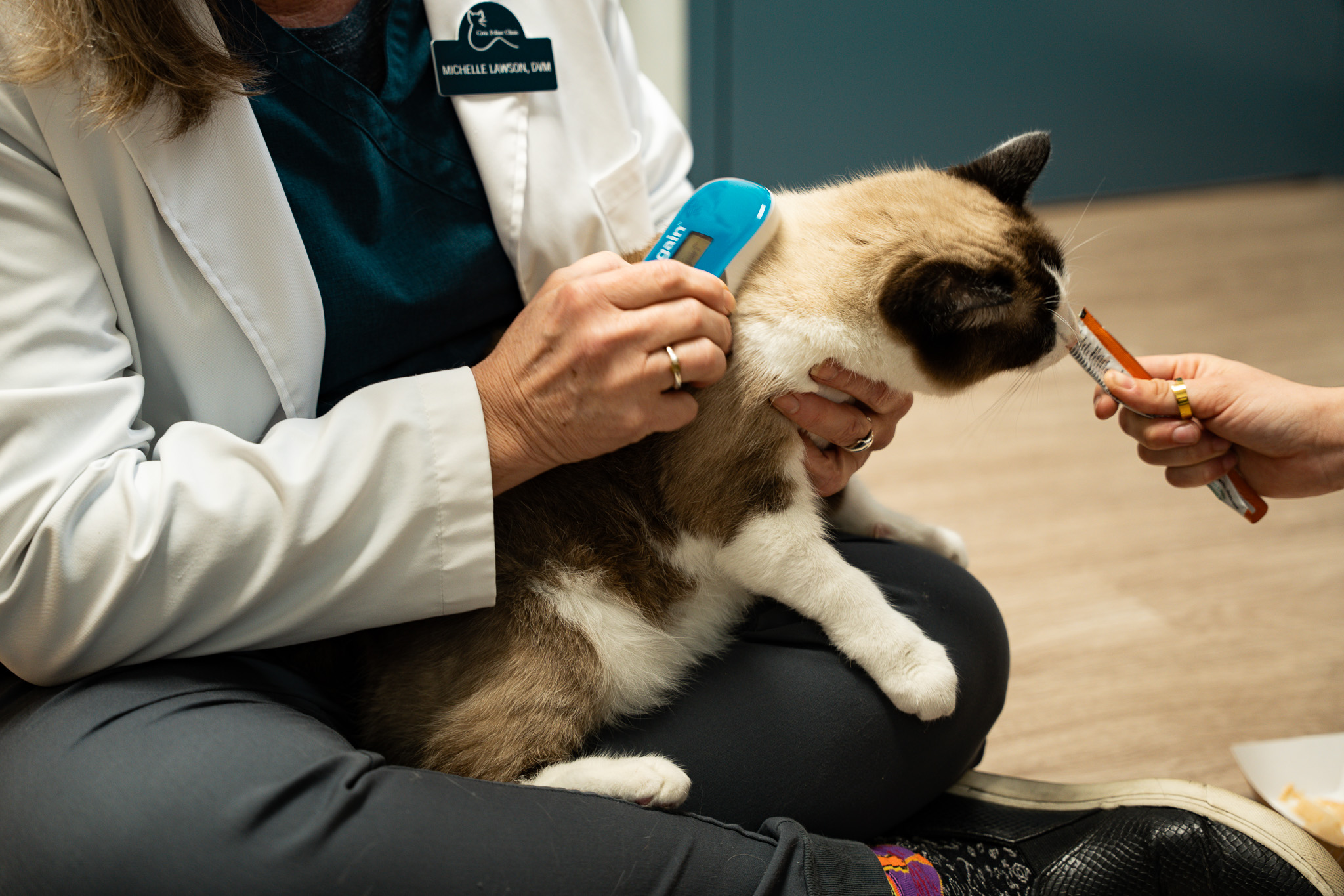 Mochi the cat getting scanned for a microchip