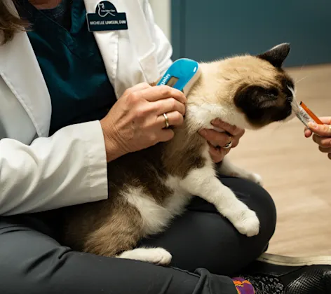 Mochi the cat getting scanned for a microchip Mochi the cat getting scanned for a microchip
