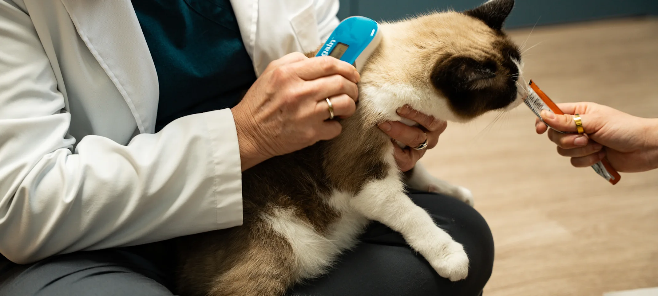 Mochi the cat getting scanned for a microchip Mochi the cat getting scanned for a microchip