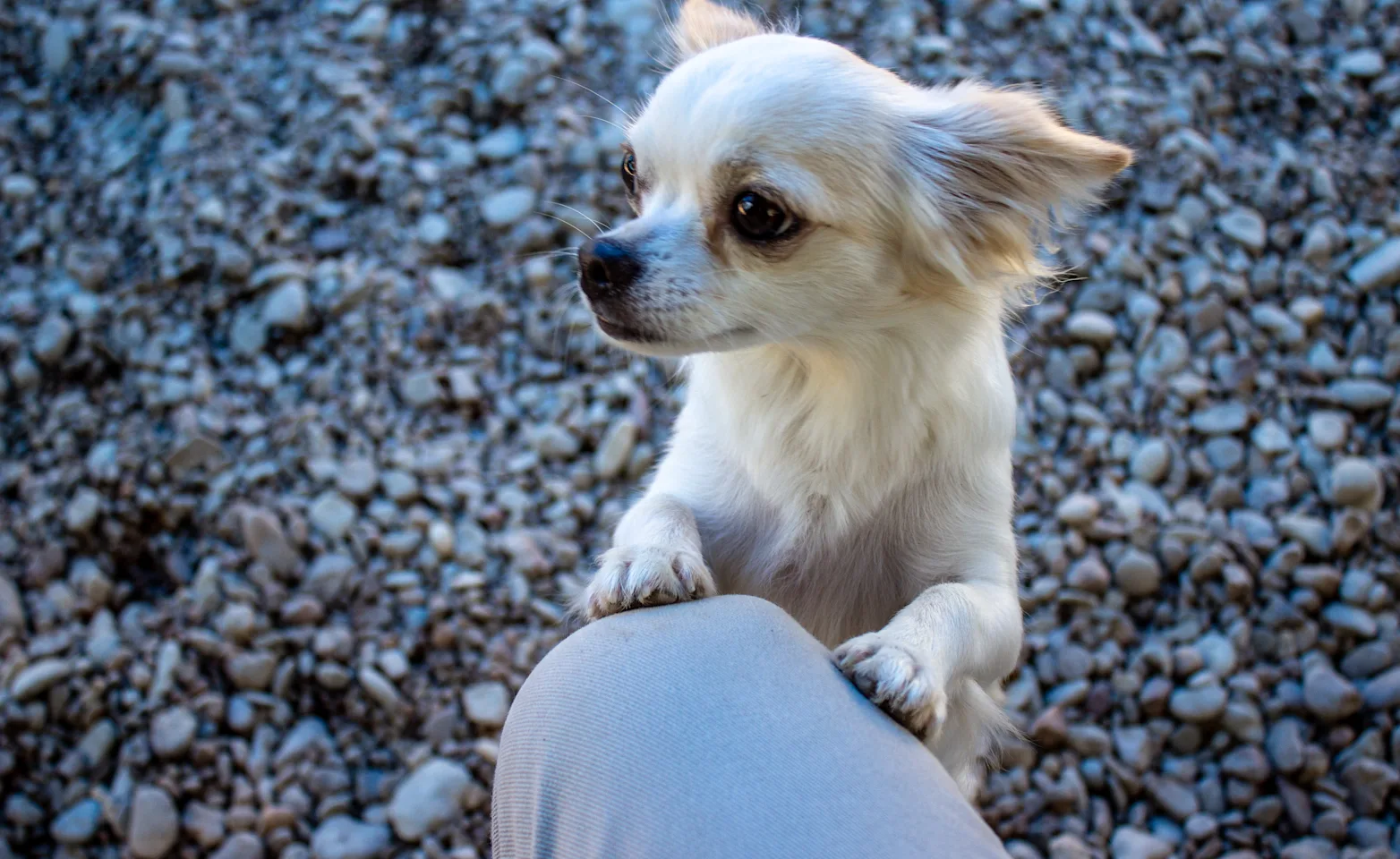 Dog on rocks Dog on rocks