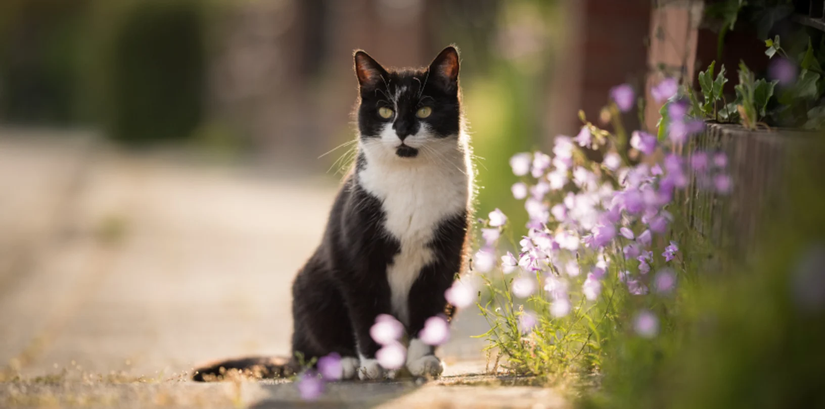 Black and White cat on sidewalk