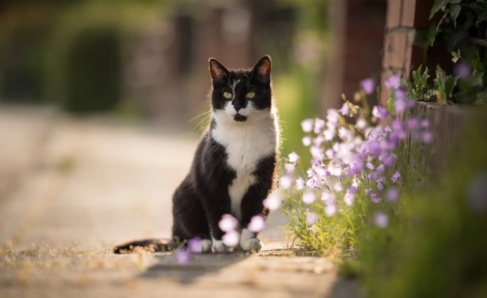 Black and White cat on sidewalk Black and White cat on sidewalk