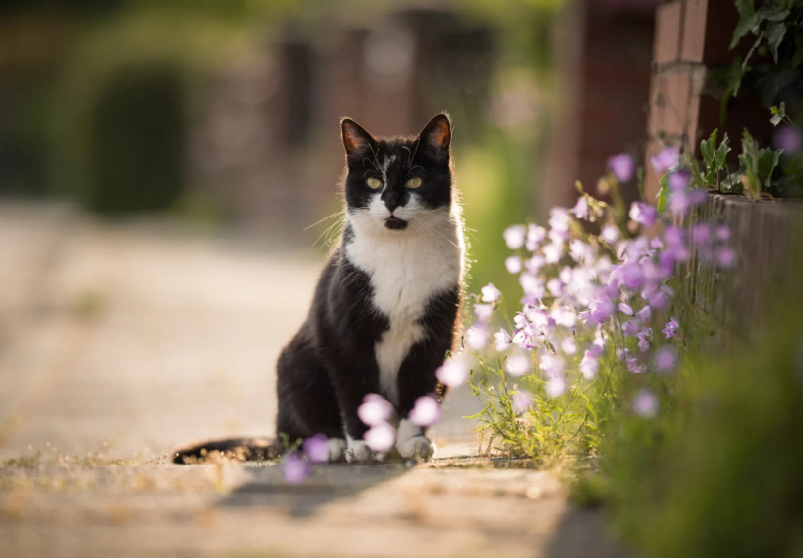 Black and White cat on sidewalk