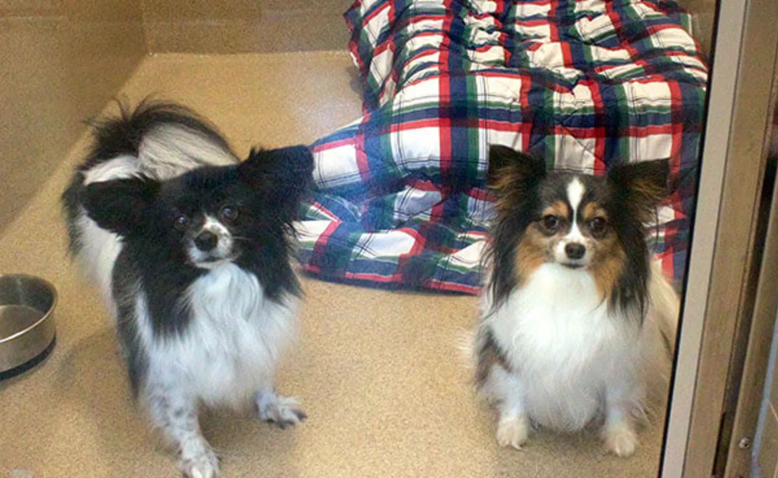 Two dogs at an overnight stay at Conejo Valley Veterinary Hospital