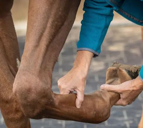 Staff member checking a horse's leg Staff member checking a horse's leg
