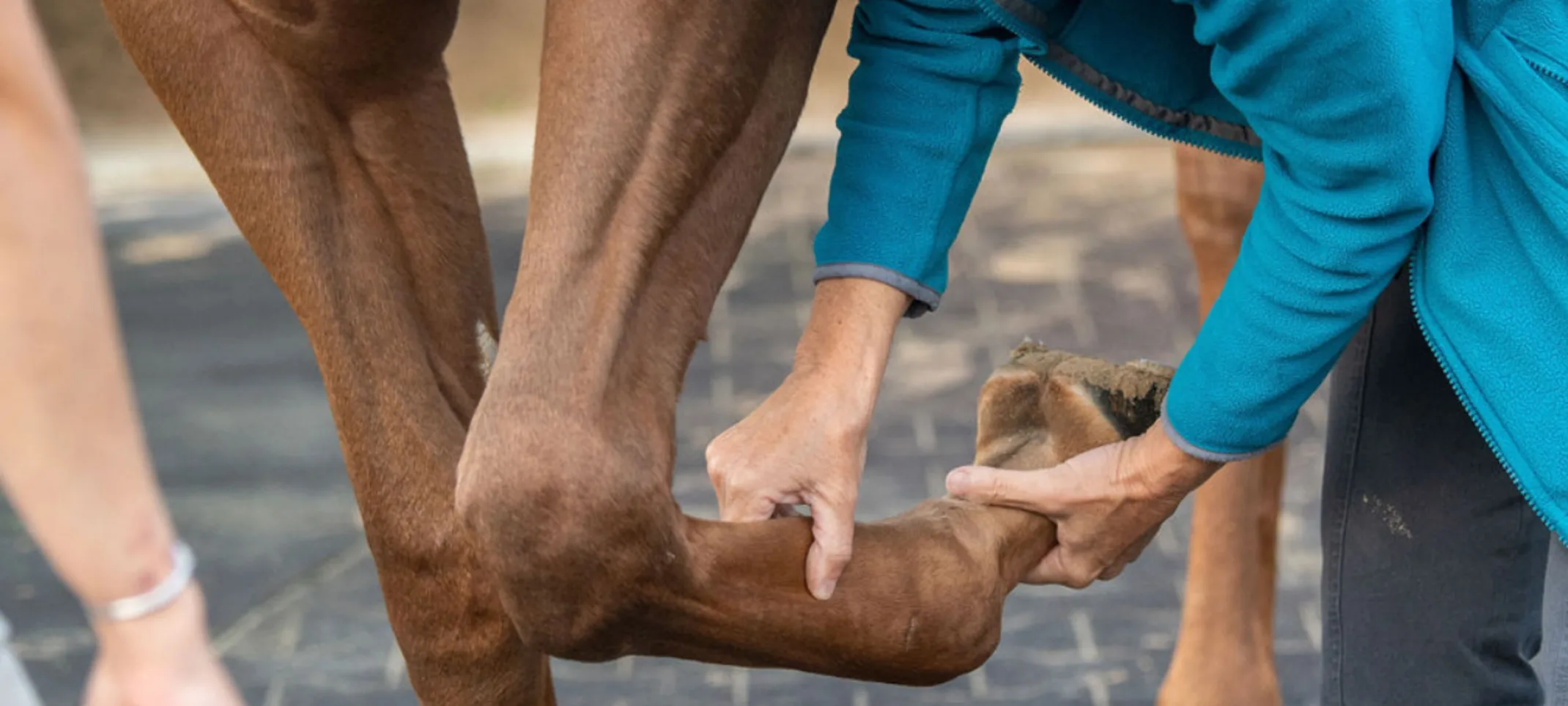 Staff member checking a horse's leg Staff member checking a horse's leg