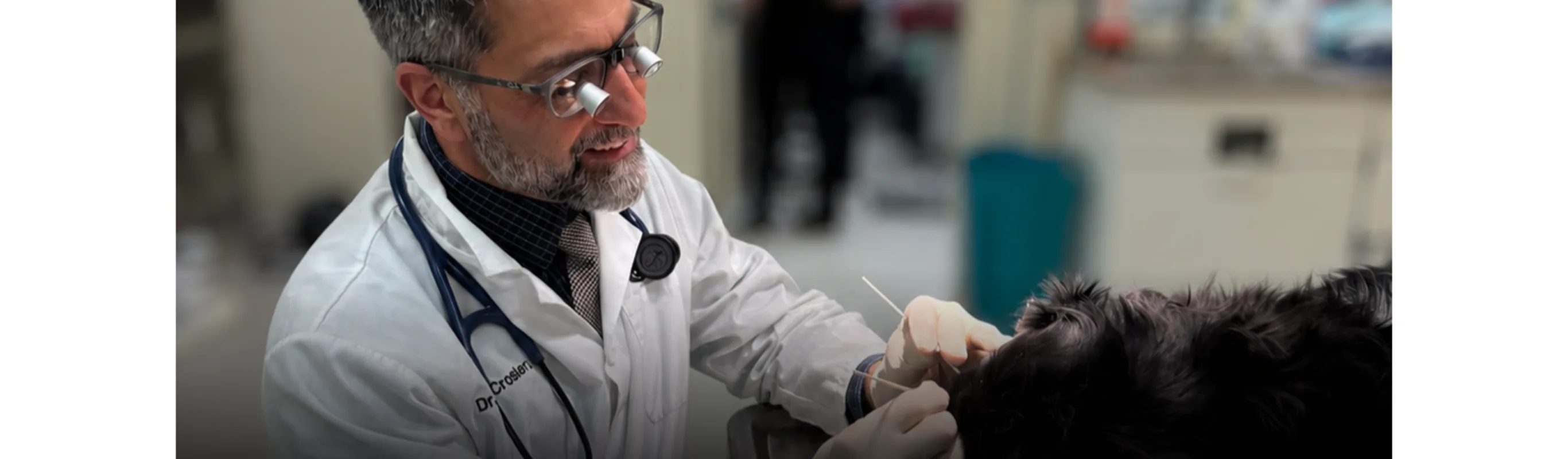 DVM performing surgery DVM performing surgery