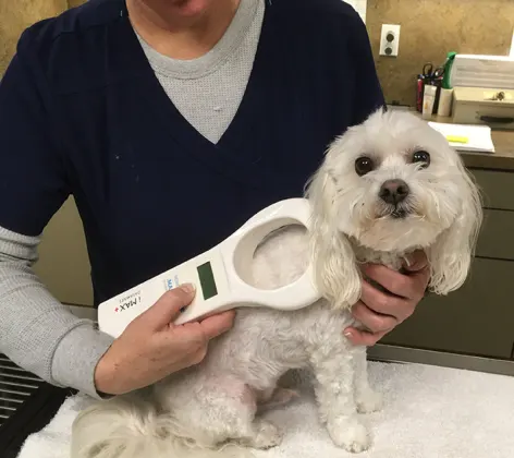 Dog getting microchipped