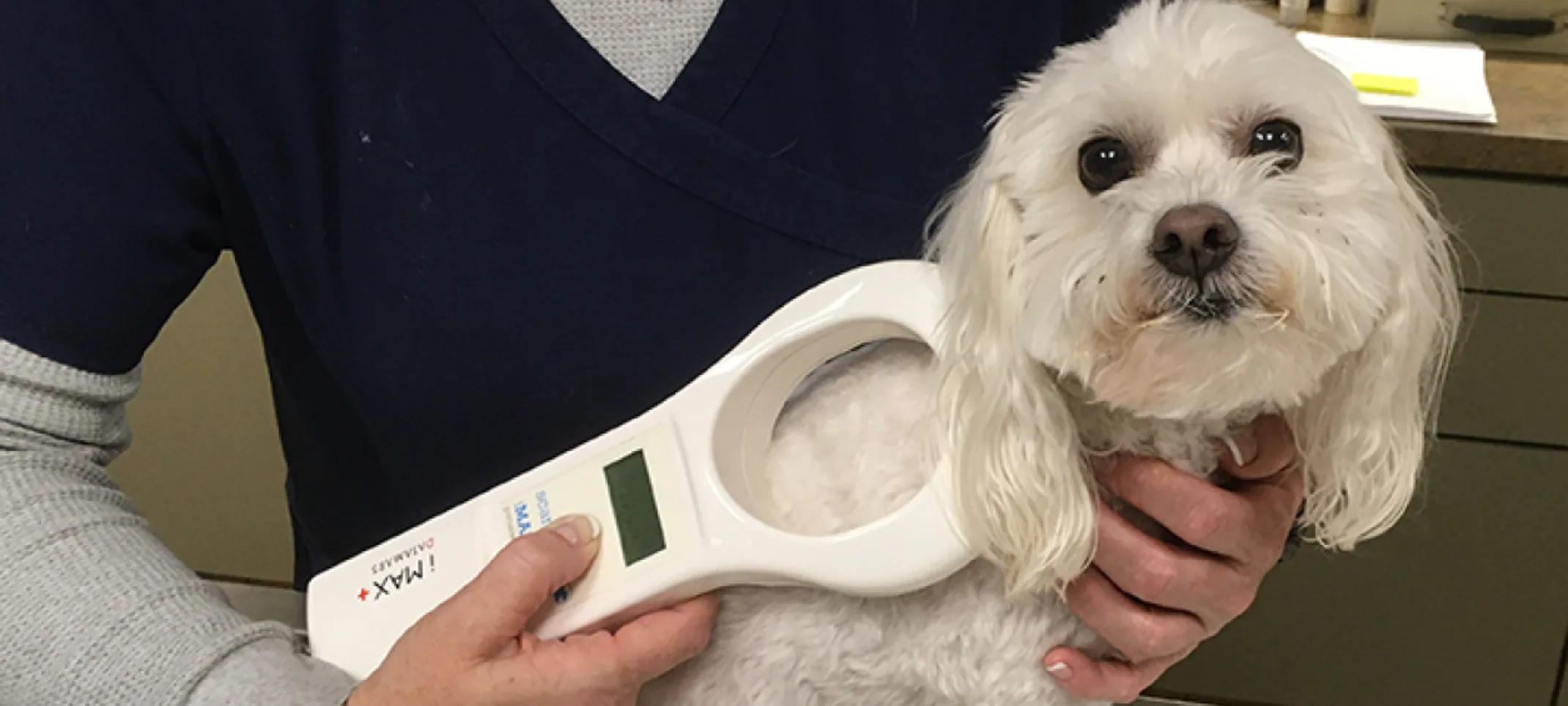 Dog getting microchipped Dog getting microchipped