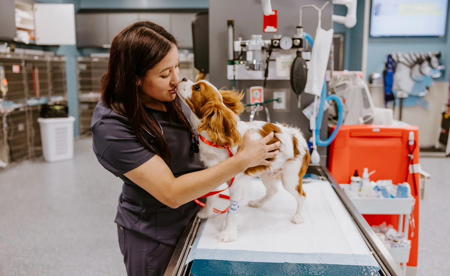 Dog Being Examined Dog Being Examined