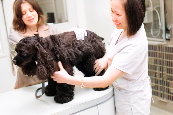  Vets are inspecting a dog