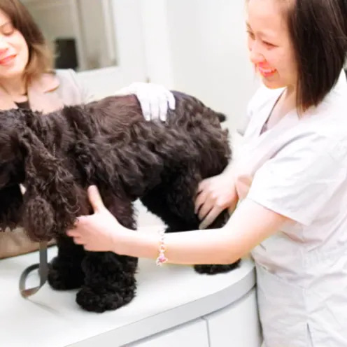 Vets are inspecting a dog Vets are inspecting a dog