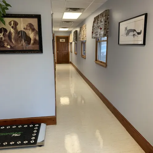 New Baltimore Animal Hospital Hallway