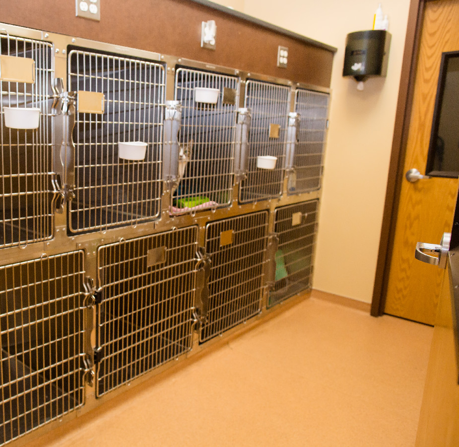Cat Ward at Kindness Animal Hospital