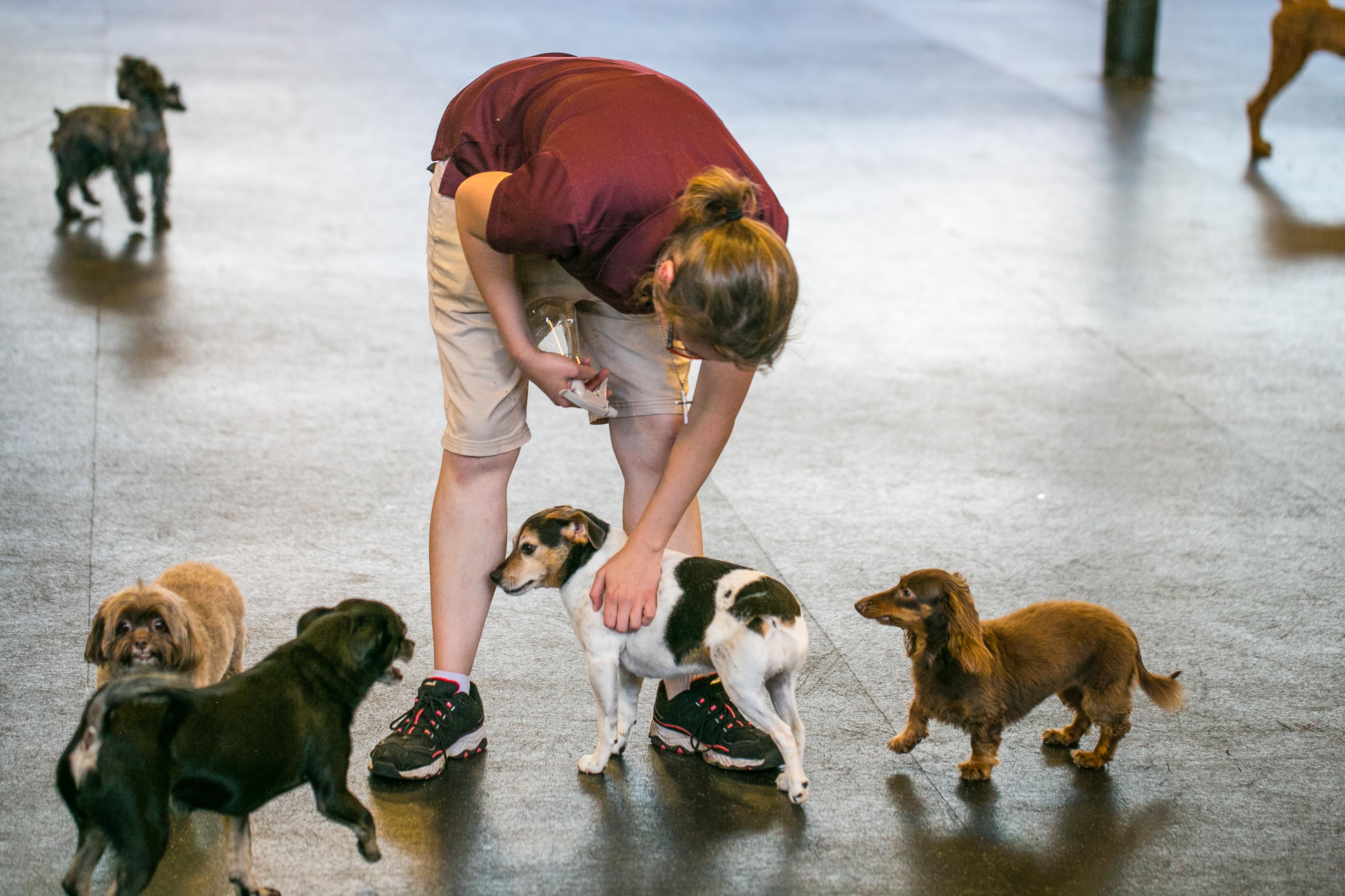 Uptown Hounds Small Dog area shows an employee with a maroon shirt taking care of a bunch of small dogs.