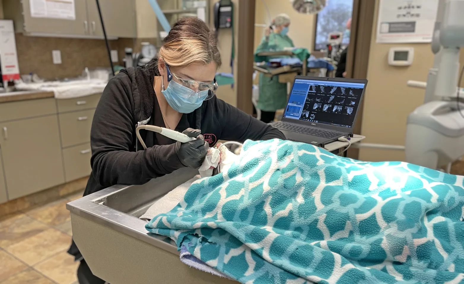 technician working on animal's teeth