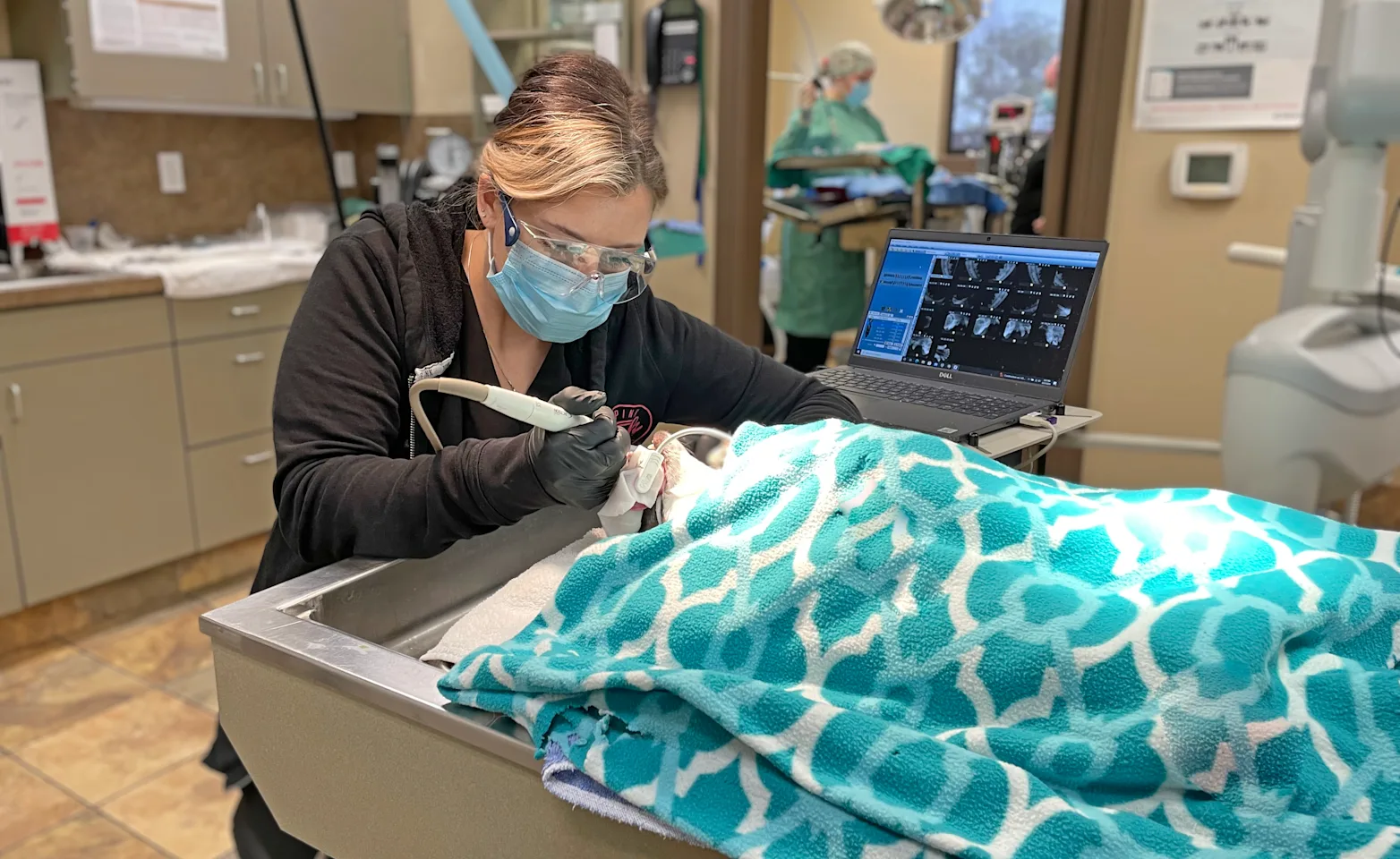 technician working on animal's teeth technician working on animal's teeth