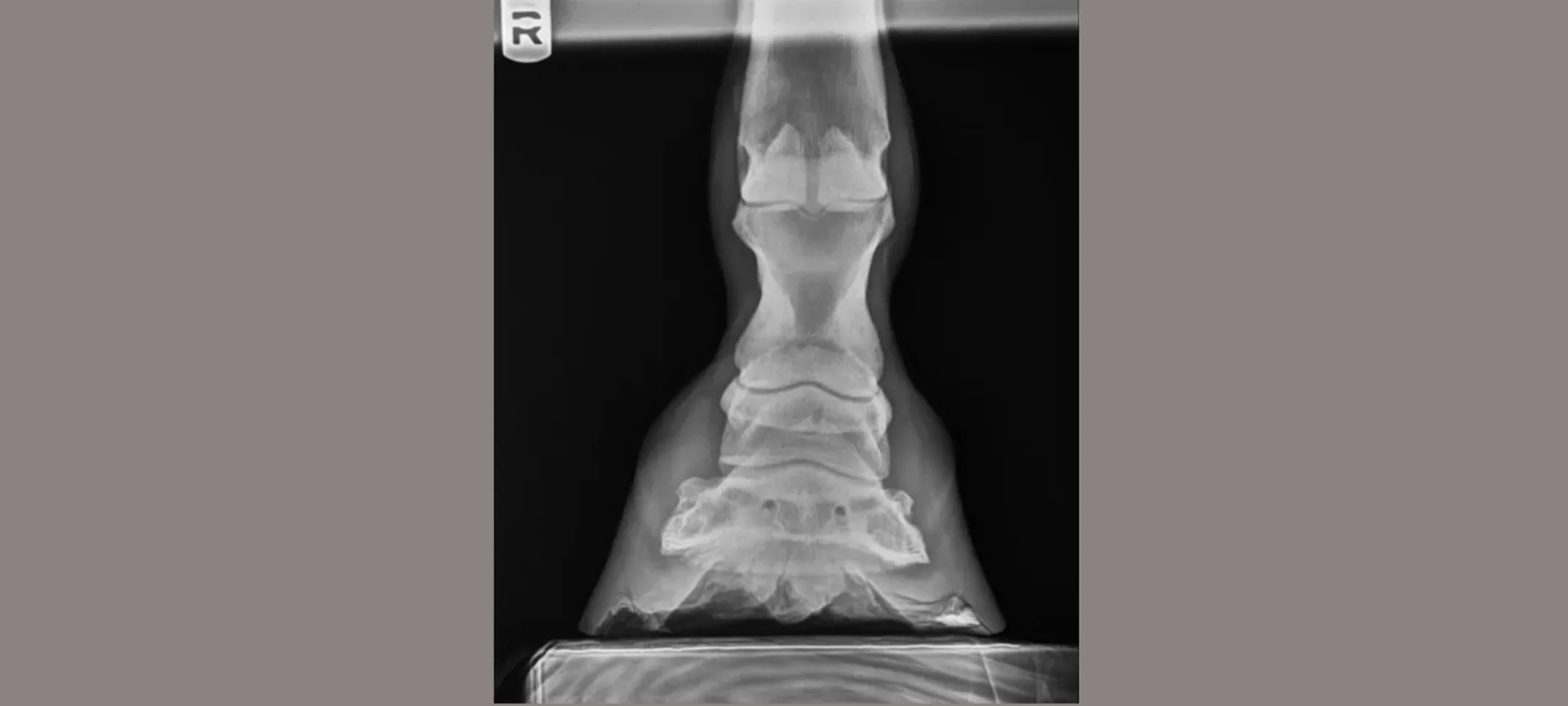 Xray of a horse's leg Xray of a horse's leg