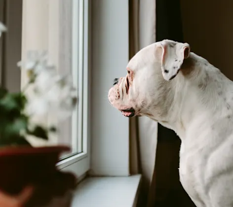 White dog looking out window with flowers next to it White dog looking out window with flowers next to it