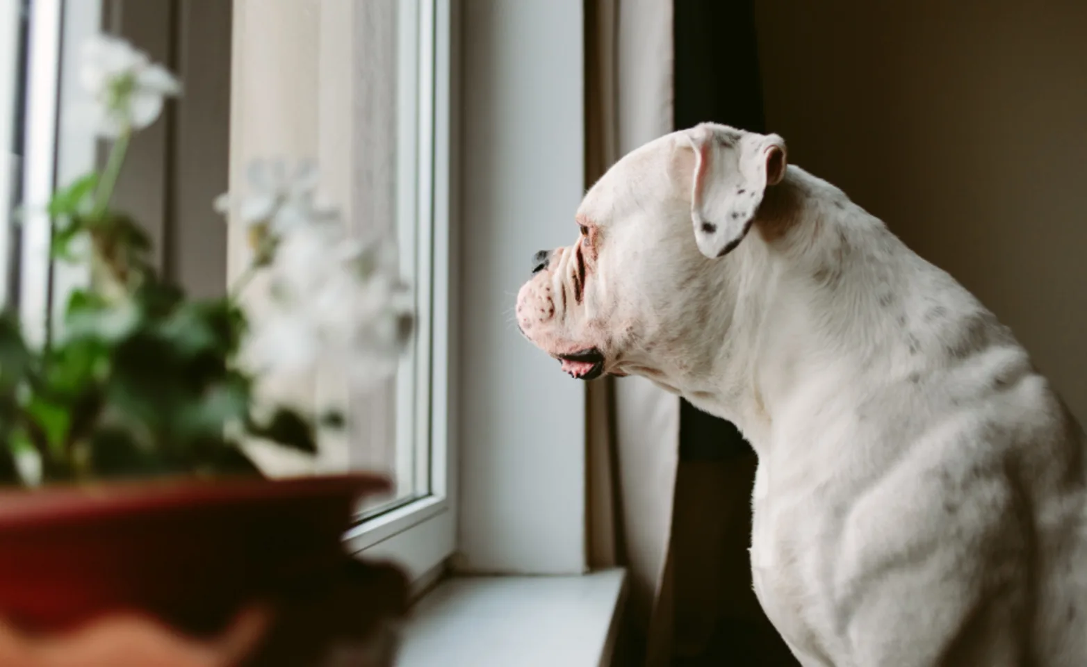 White dog looking out window with flowers next to it 