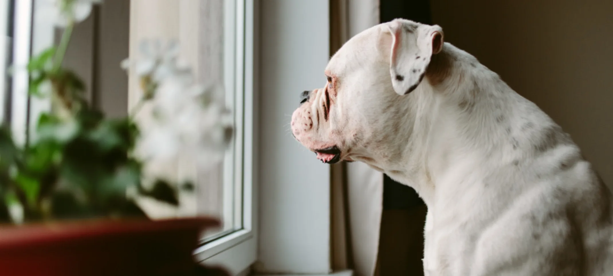 White dog looking out window with flowers next to it White dog looking out window with flowers next to it