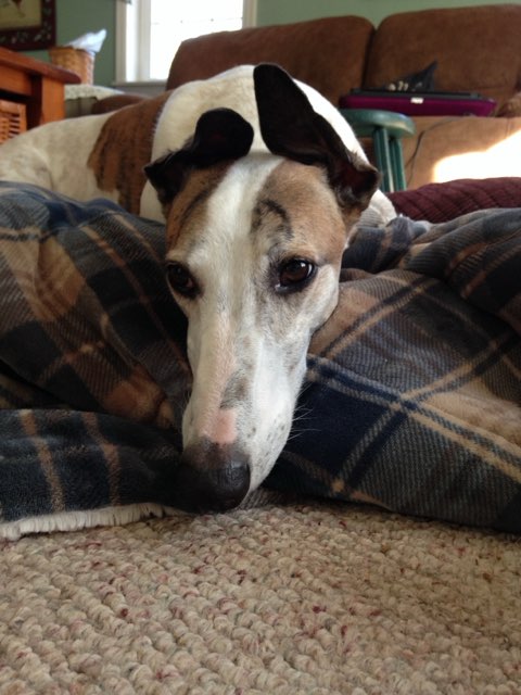 Chase Favinger 3/1/2013 - 9/27/2024