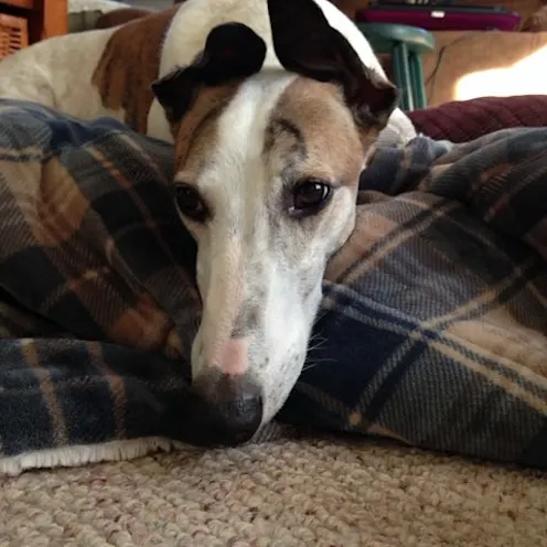 Chase Favinger 3/1/2013 - 9/27/2024 Chase Favinger 3/1/2013 - 9/27/2024