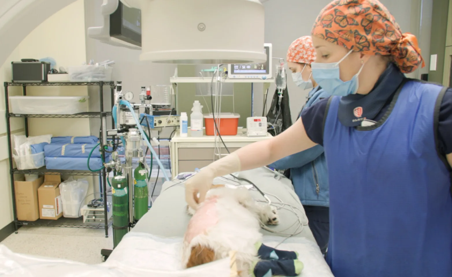 Two staff members caring for a dog on a table Two staff members caring for a dog on a table