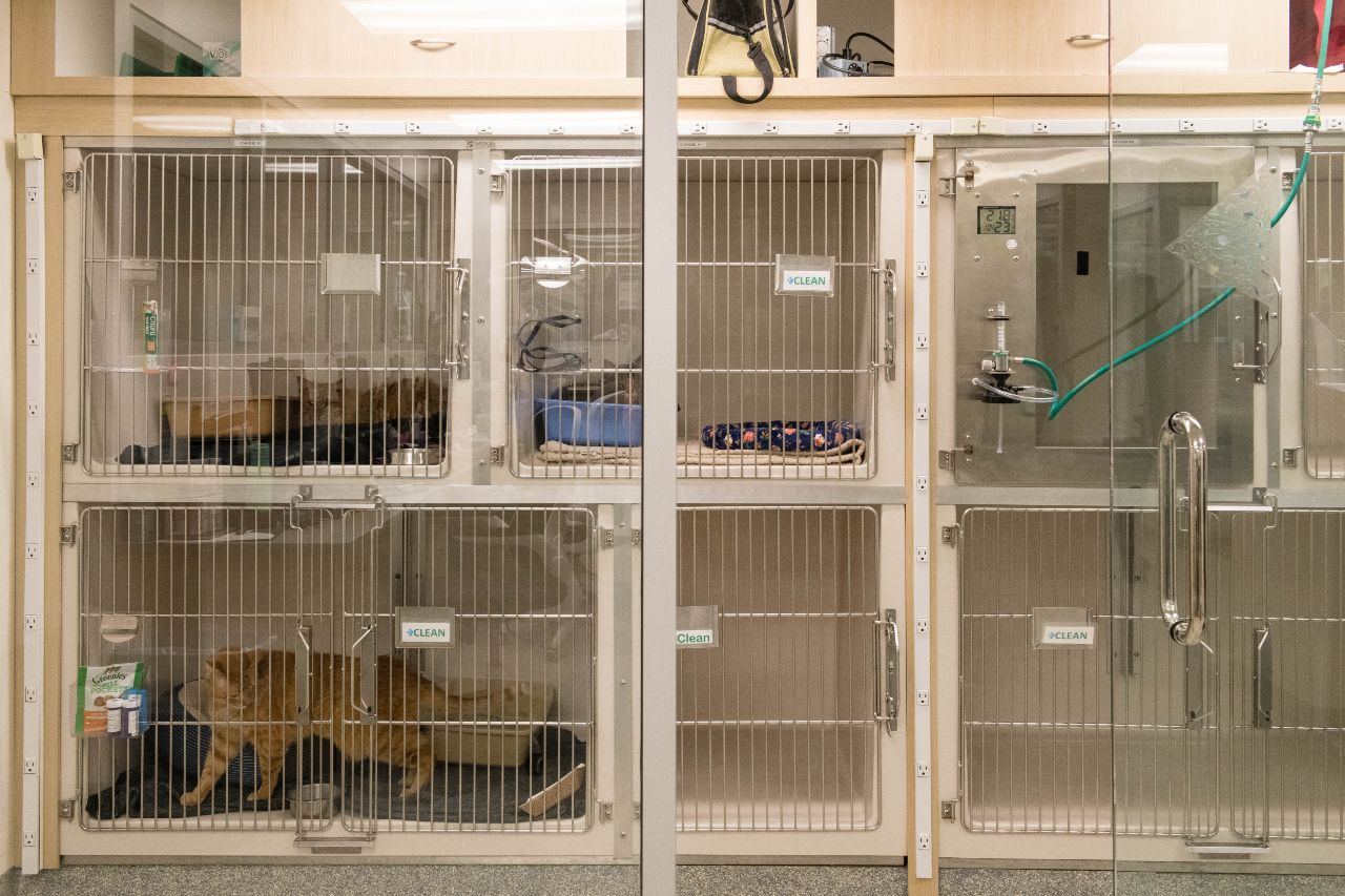 Cat recovery kennels.