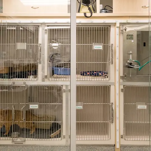 Cat recovery kennels. Cat recovery kennels.