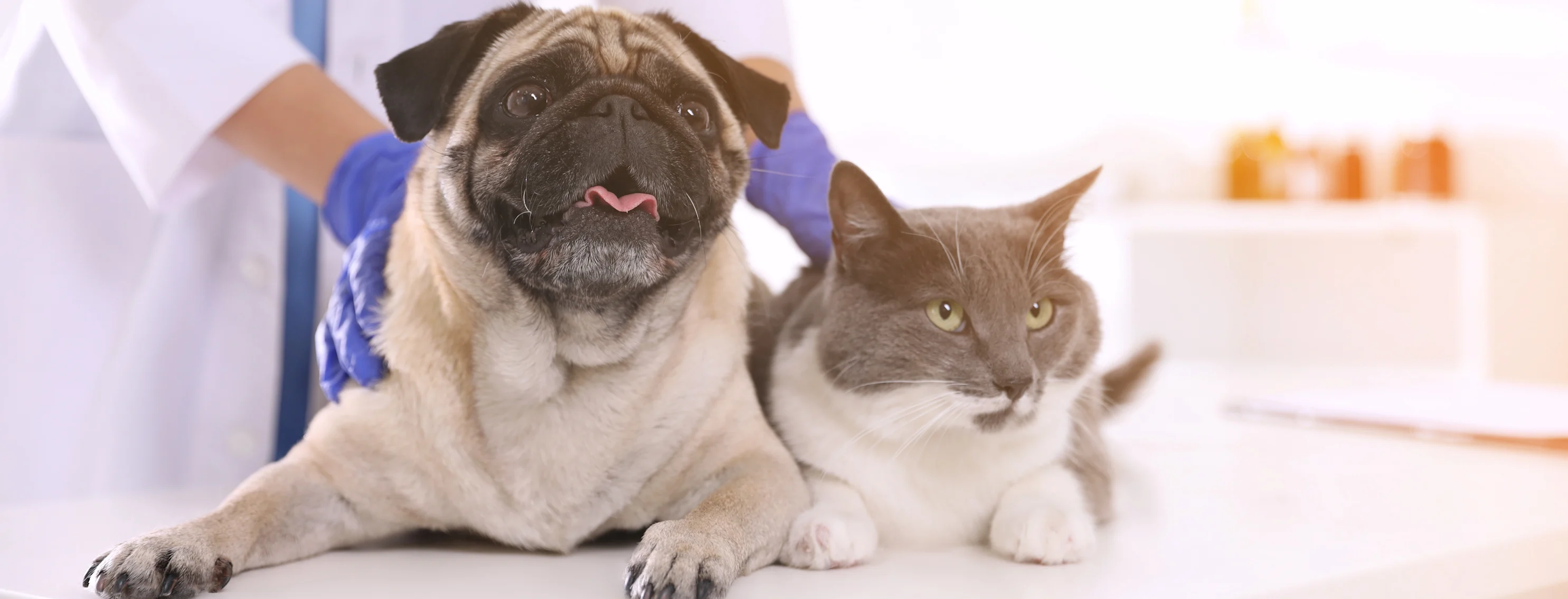 dog and cat sitting on exam table dog and cat sitting on exam table