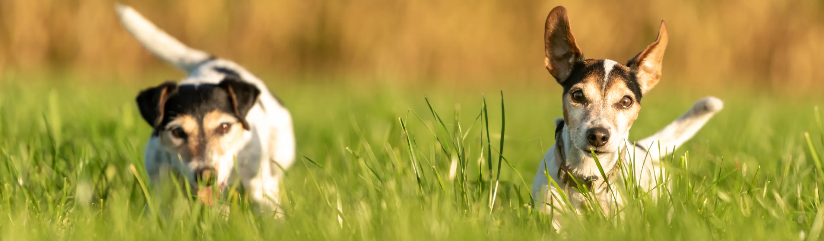 Two dogs in a grass field with one dog more in focus than the other