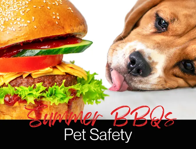 Summer BBQ Pet Safety Summer BBQ Pet Safety