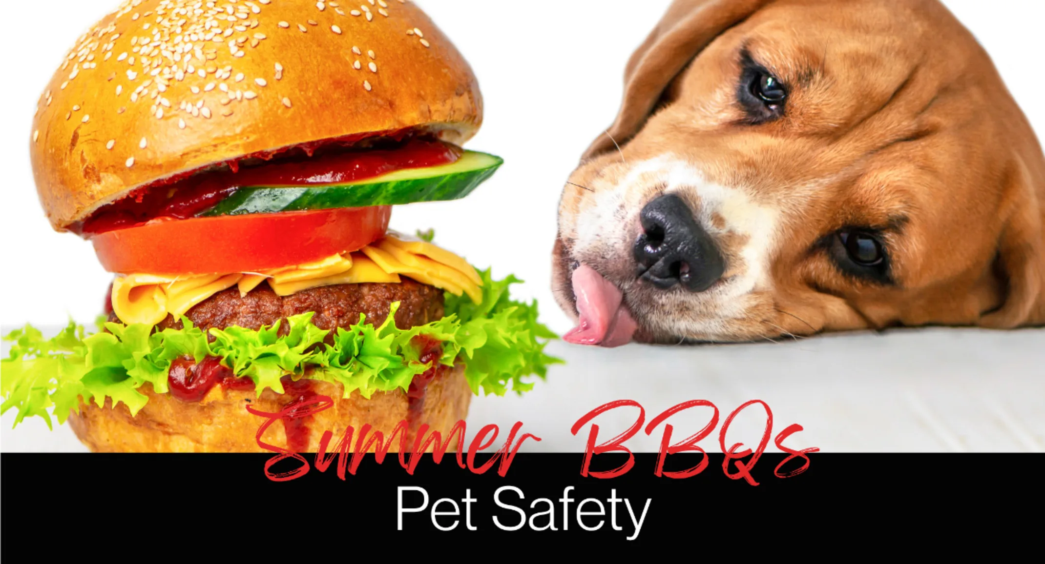 Summer BBQ Pet Safety Summer BBQ Pet Safety