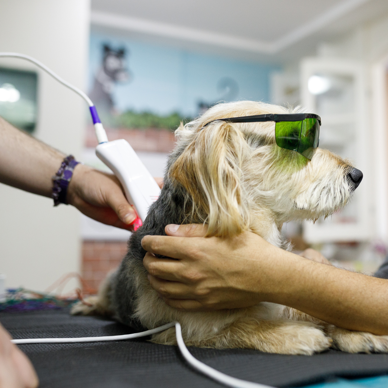 Laser therapy on dog