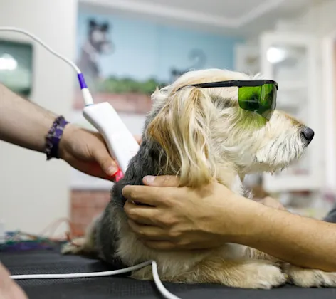 Laser therapy on dog Laser therapy on dog
