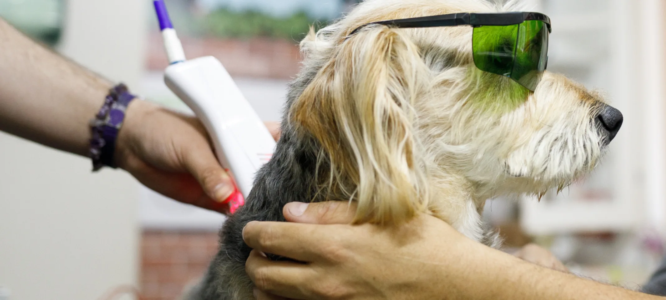 Laser therapy on dog Laser therapy on dog
