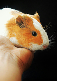 A guinea pig being held