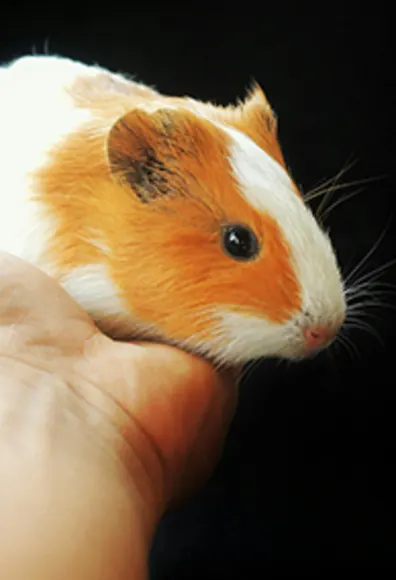 A guinea pig being held