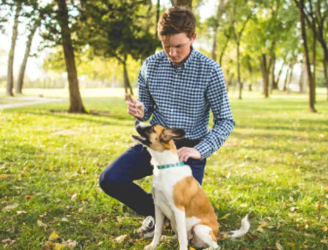 Owner Giving Dog a Treat at the Park Owner Giving Dog a Treat at the Park